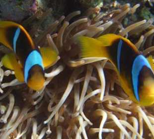 Anemonenfische am Hausriff Hotel Brayka Bay