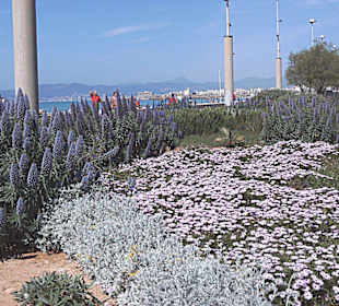 gepflegte Blumenbeete