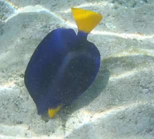 Man konnte sie fast angreifen