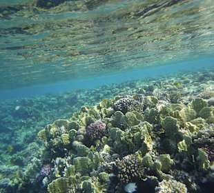 Schnorcheln Makadi Bay