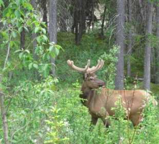 Wapiti an der Maligne Valley Poad