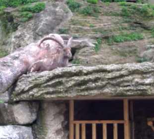 Eurasienbereich - Steinböcke