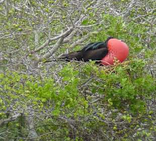 Markante Vögel mit roter Brust