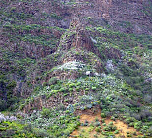 Bildmitte, erntet man Honig "Montana de Las Tierres"