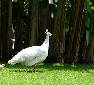 Isola Bella - weisser Pfau mit Nachwuchs