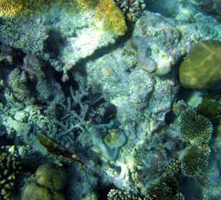 Faszinierende Unterwasserwelt