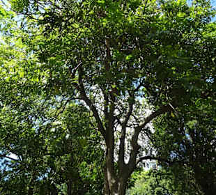 Stadtrundgang Sydney