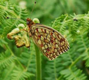 Viele Schmetterlinge