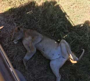 Löwe direkt neben uns