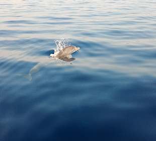 Dolphin Watching Adriatic