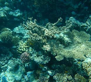 Korallen am Aussenriff