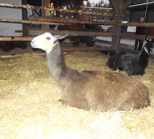 Amerikanischer Weihnachtsmarkt