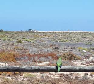 Leuchtturm Morro Jable