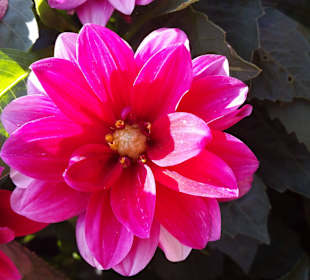 Blüte