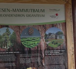 Wellingtonien - Platz mit Mammutbäumen