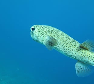Kofferfisch am Hausriff