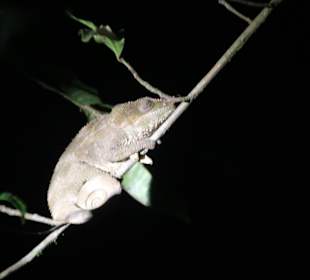 ...mit Bananenbrei angelockt