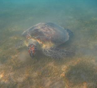 Meeres Schildkröte