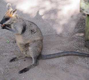 Tolle australische Tiere