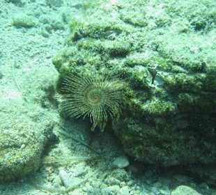 Unterwasserwelt Bucht in Gümbet