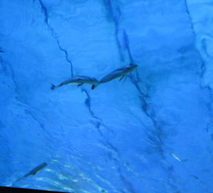 Palma Aquarium
