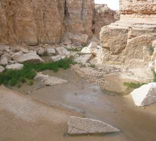 Flußlauf in der Oase