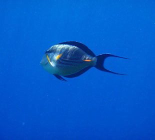 Arabischer Doktorfisch