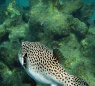 Kugelfisch