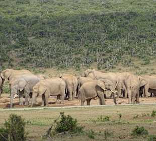 Elefantenherde am Wasserloch