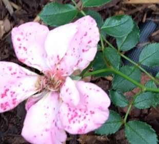 Blume in den Rheinanlagen auf dem Weg zum Geysir