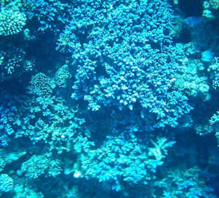 blau blau blau