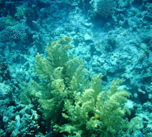 Korallenlandschaft am Hausriff von Fanara
