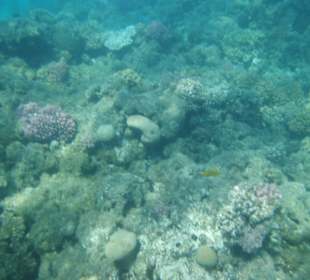 Im Wasser vorm Palace