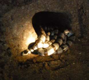 Die heilligen Schlangen