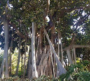 Botanischer Garten Puerto de la Cruz