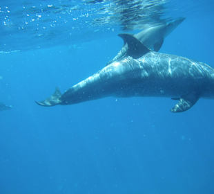 Schnorcheln mit Delfinen