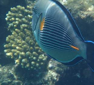 Hauseigenes Korallenriff: Arabischer Doktorfisch