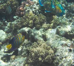 Schnorchelaufnahme Fische