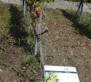 Über den Stein-Wein-Pfad durch den Weinberg
