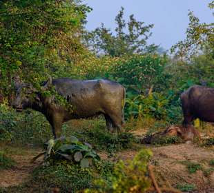 Udawalawe Nationalpark