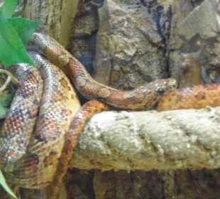 Wildparkimpressionen