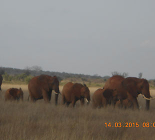 Amboseli Nationalpark