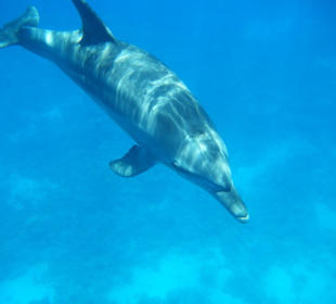Delfin