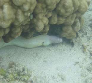 Unterwasserwelt direkt am Hotelstrand