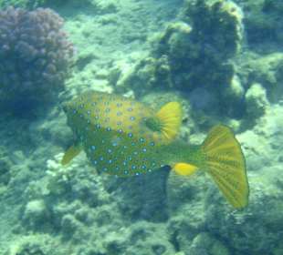 Hoteleigenes Korallenriff