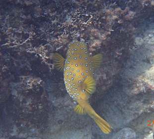 Korallen Riff mit Fisch