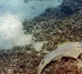 Gitarrenrochen vor Außenriff