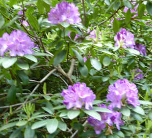 Botanischer Garten München