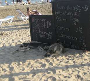 Sweet dogs at the beach