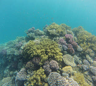 Tolle Korallen